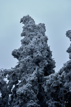 雪松冰掛