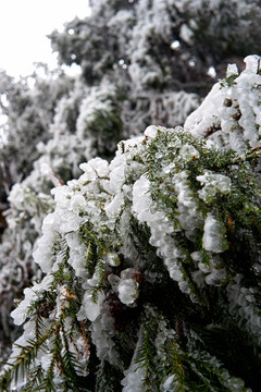雪松冰掛