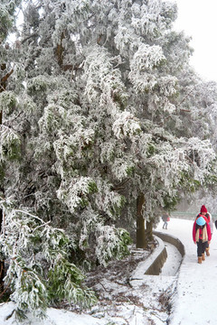 雪松冰掛