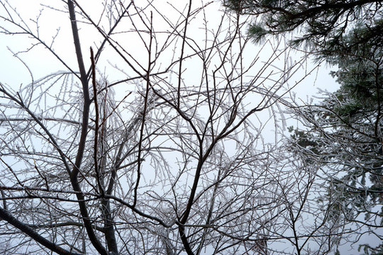 樹丫積雪