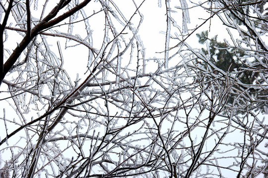 樹丫積雪