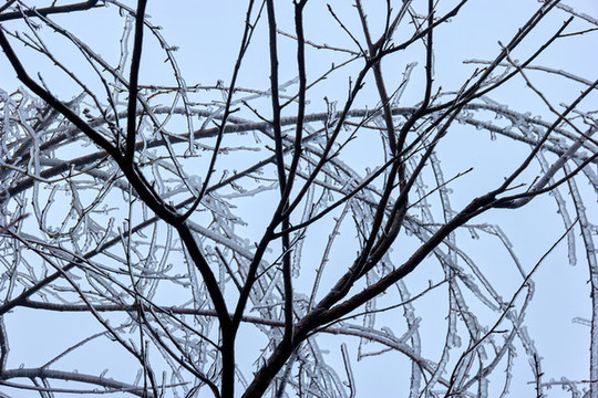 樹丫積雪