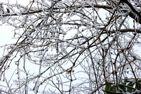樹丫積雪