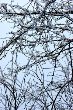 樹丫積雪