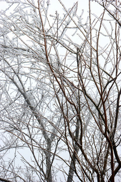 樹丫積雪