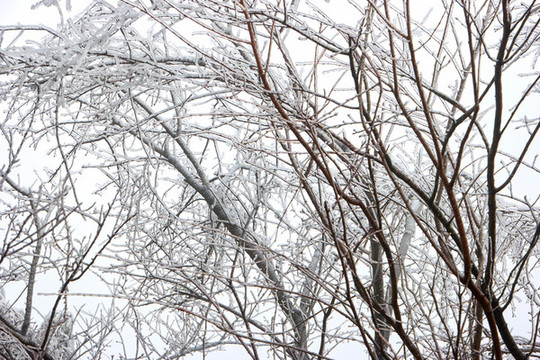樹丫積雪