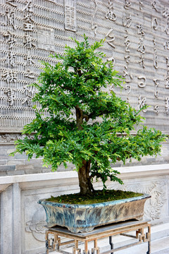 盆栽綠植