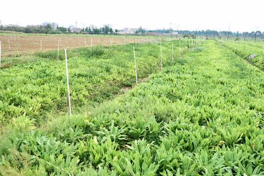 蔬菜基地