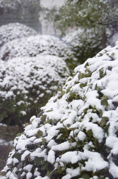 雪和灌木
