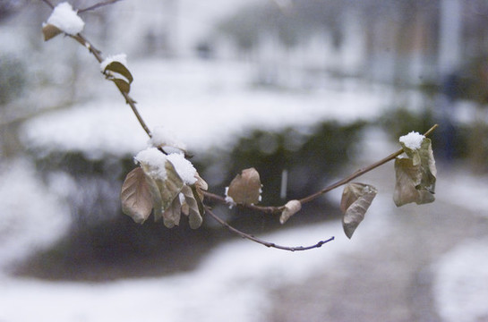 白雪和枯樹枝