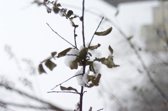 白雪和枯樹枝
