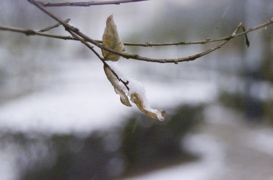 白雪和枯樹枝