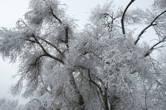 雪景