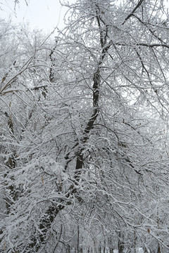 冬雪