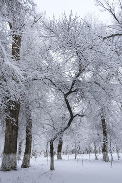冬雪