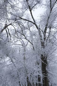 冬雪