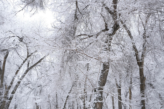 雪景