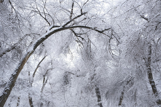 雪景