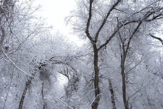 雪景