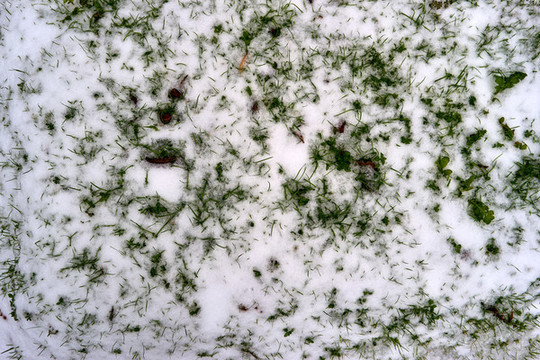 雪地小草