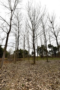 冬季樹木