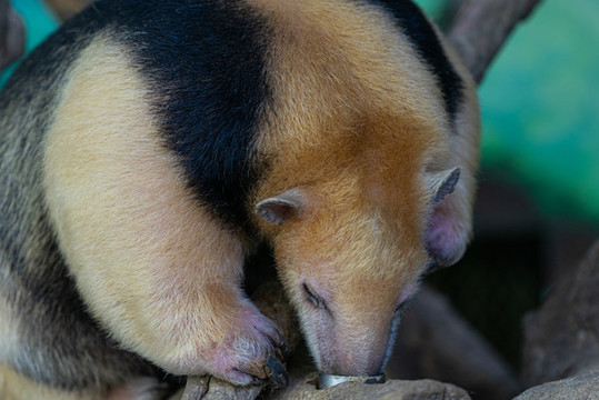 小食蟻獸