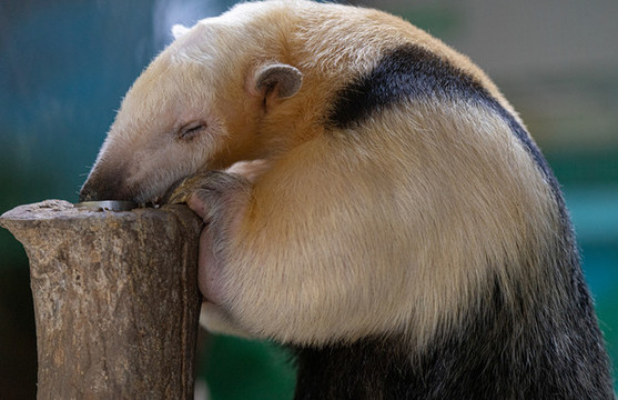 小食蟻獸