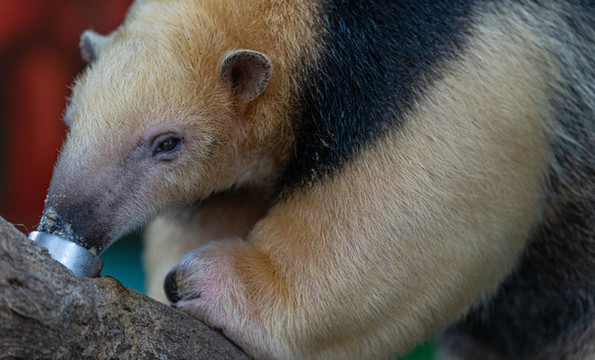 小食蟻獸