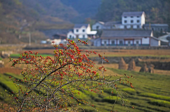 火棘樹