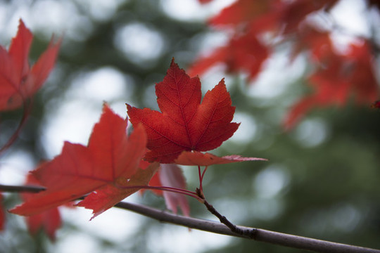 紅楓葉
