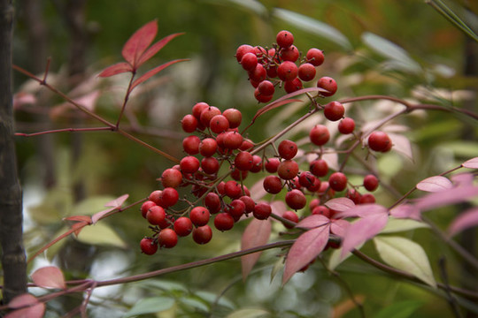 南天竺紅果