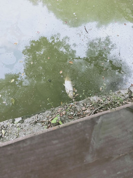 死魚