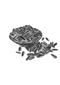瓜子繪畫