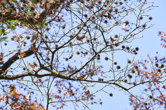 紅楓樹果子