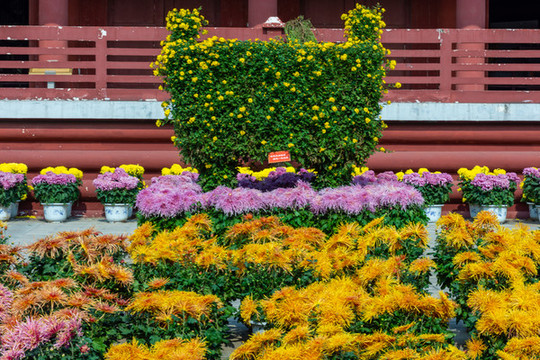 菊花