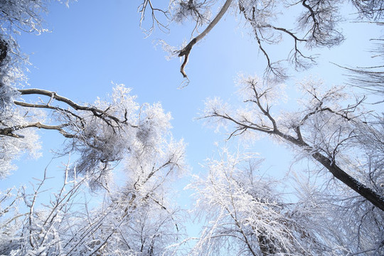 雪淞