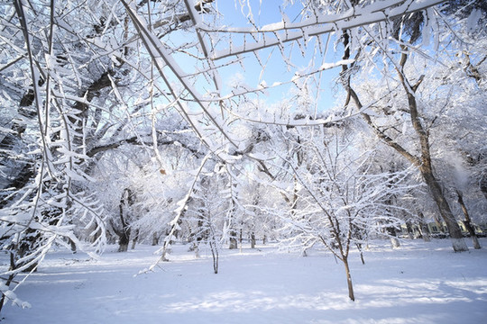 冬雪