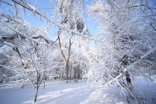 冬雪