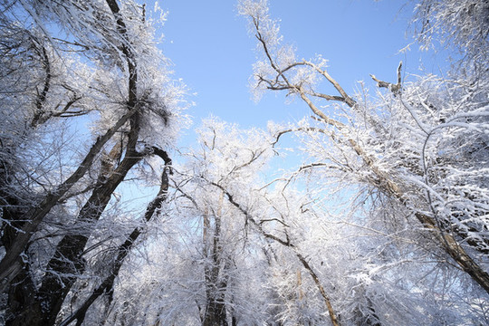 雪景