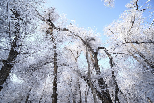 雪景