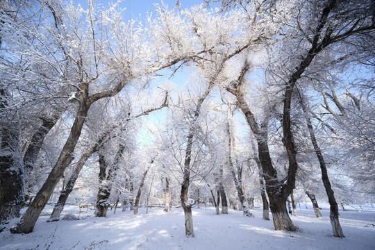 雪景