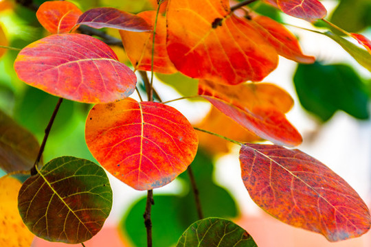 紅葉