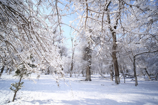 雪景