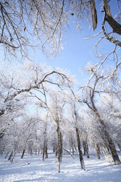 林海雪原