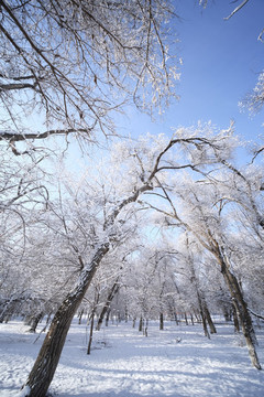 林海雪原