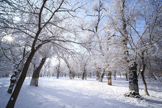 雪林