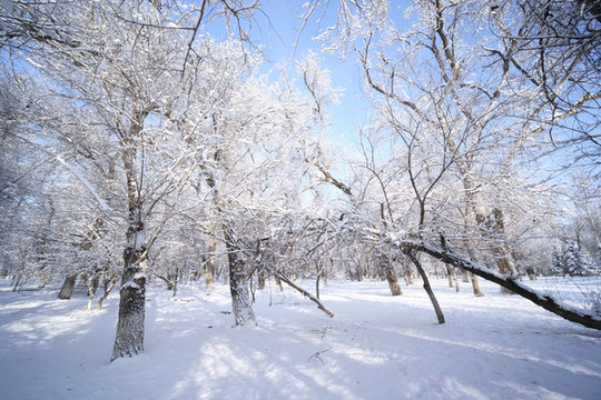 雪林