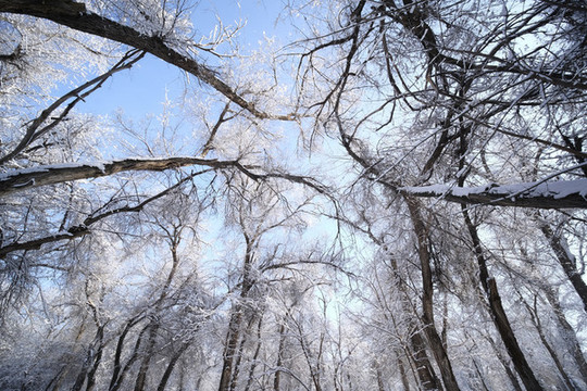 雪景
