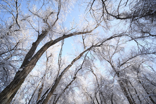 雪景