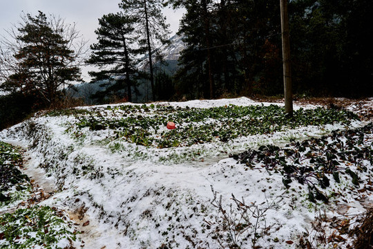 菜地積雪